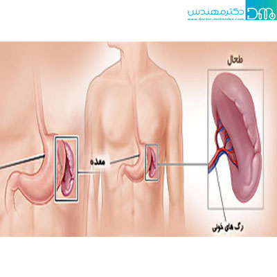 محل قرار گیری طحال و نقش آن