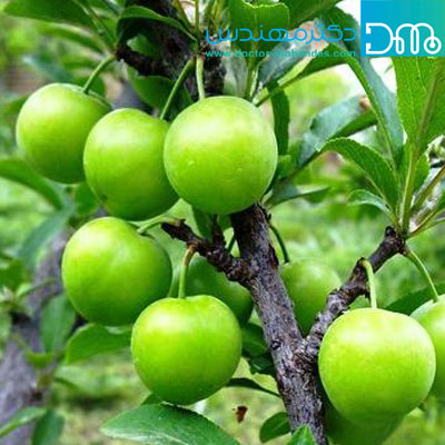 فواید گوجه سبز khasegojesabz
